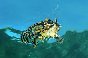 Anglerfish: Sargassum fish (Histrio histrio), swims under water