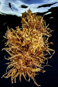 Fucales: Sargassumfish (Histrio histrio) hidden among Sargasso
