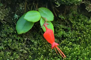Atacama: Sarmienta flower - single red flowering Sarmienta