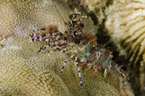 Marmoratus: Saron Shrimp - aka Marble Shrimp - Night dive