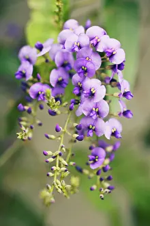 Violacea: Sarsaparilla