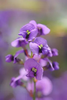 Violacea: Sarsaparilla