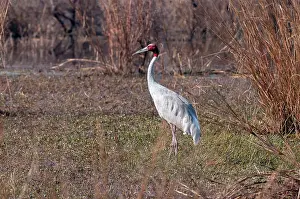 Sarus: Sarus crane