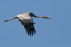 Sarus: Sarus Crane