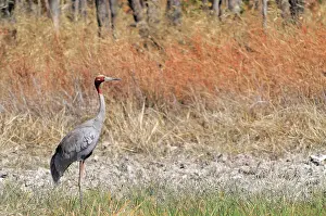 Cambodian: Sarus Crane