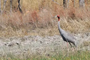 Cambodian: Sarus Crane