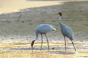 Keoladeo: Sarus Crane