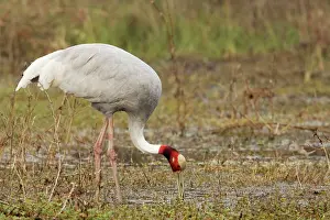 Sarus: Sarus Crane - feeding in marsh