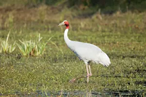 Sarus: Sarus Crane - feeding in marsh