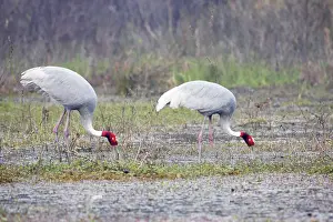 Sarus: Sarus Crane - feeding in marsh