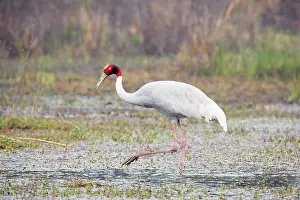 Sarus: Sarus Crane - feeding in marsh