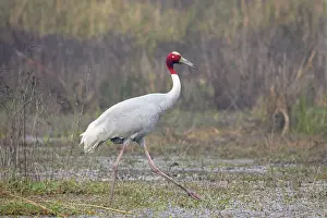 Sarus: Sarus Crane - feeding in marsh