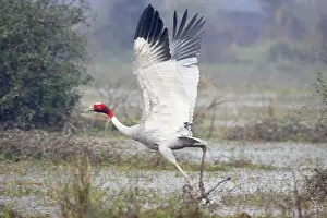 Sarus: Sarus Crane - in flight taking off