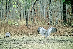 Sarus: Sarus Crane (Grus antigone), Cambodia