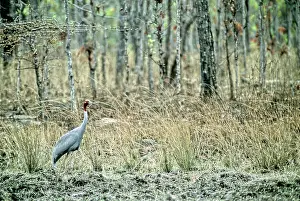 Sarus: Sarus Crane (Grus antigone), Cambodia