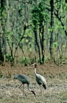 Sarus: Sarus Crane (Grus antigone), Cambodia