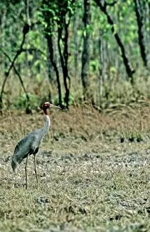 Sarus: Sarus Crane (Grus antigone), Cambodia