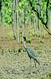 Sarus: Sarus Crane (Grus antigone), Cambodia
