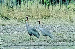 Sarus: Sarus Crane (Grus antigone), Cambodia