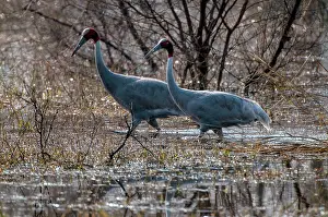 Sarus: Sarus crane - Pair