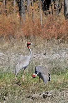 Cambodian: Sarus Crane Pair