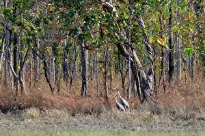 Cambodian: Sarus Crane Pair