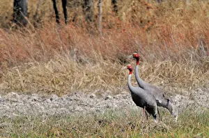 Cambodian: Sarus Crane Pair