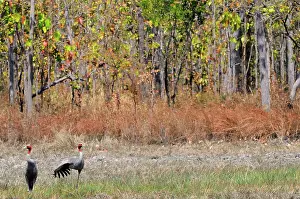 Cambodian: Sarus Crane Pair