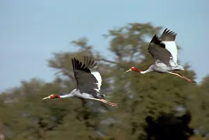Sarus: Sarus crane - Pair in flight