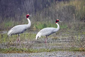 Sarus: Sarus Crane - pair in marsh