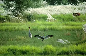 Sarus: Sarus Crane - pair in wetland habitat (Indian population)