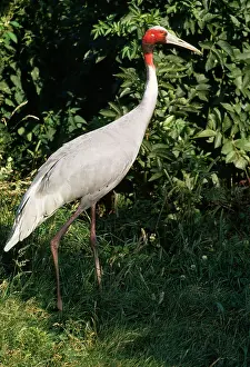 Sarus: Sarus CRANE - side view