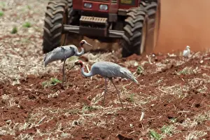 Ploughed: Sarus Cranes