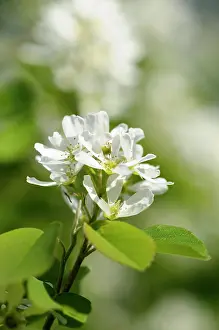 Cool: Saskatoon, Amelanchier alnifolia, White subject
