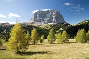 Larches: Sassolungo with autumnal larches, Dolomites, South