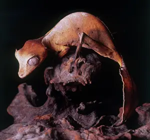 Fantastic: Satanic Leaf Tail Gecko