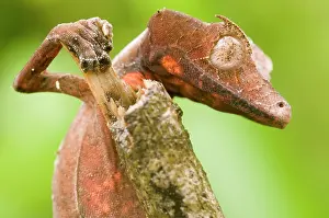 Reptilien: Satanic Leaf-tailed Gecko