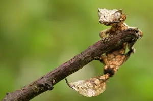 Reptilien: Satanic Leaf-tailed Gecko