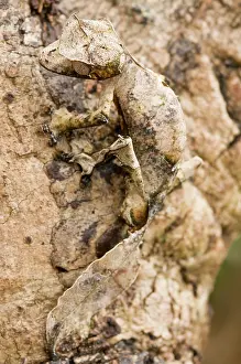 Reptilien: Satanic Leaf-tailed Gecko