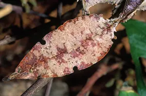 Fantastic: Satanic Leaf-tailed Gecko Tail