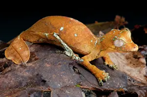 Geckos: Satanic leaf-tailed gecko (Uroplatus phantasticus)