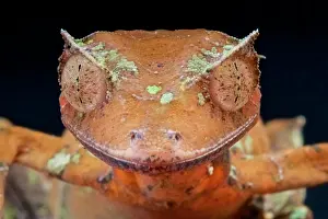 Satanic: Satanic leaf-tailed gecko (Uroplatus phantasticus)