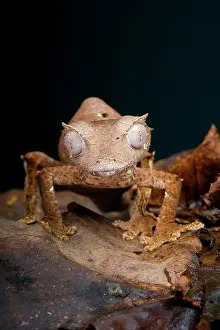 Geckos: Satanic leaf-tailed gecko (Uroplatus phantasticus)