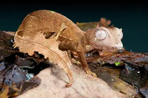 Geckos: Satanic leaf-tailed gecko (Uroplatus phantasticus)