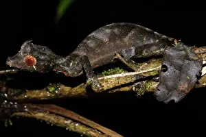 Ranomafana: Satanic Leaf Tailed Gecko (Uroplatus phantasticus)