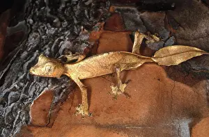 Fantastic: Satanic Leaftail Gecko