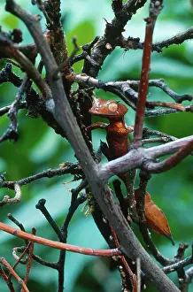 Satanic: Satanic Leaftail Gecko