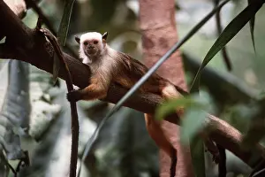 Emma Gordon: SATARE MARMOSET - on branch