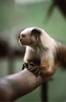Emma Gordon: SATARE MARMOSET - on branch