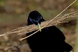 Sticks: Satin Bowerbird